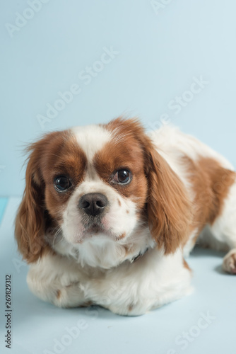 Puppy Cavalier King Charles Spaniel isolated on a light blue background. Copy space