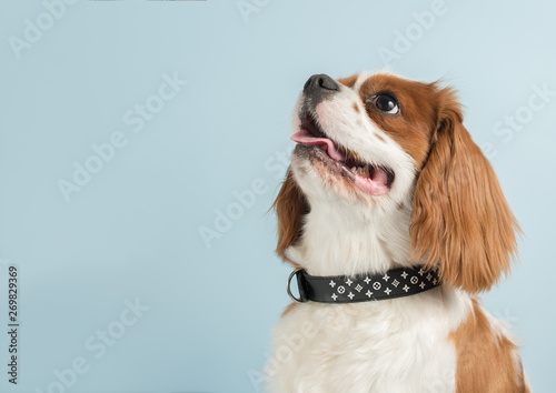 Fotomurale Puppy Cavalier King Charles Spaniel isolated on a light blue background