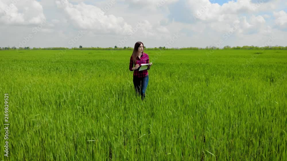 Aerial view of young woman agronomist or student with document in her hand writes results of her experiment on wheat field. Drone shoots video about technology of agricultural food products and