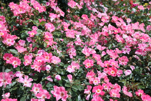 Wallpaper Mural 薔薇 Torontodigital.ca