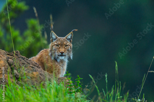 Eurasian lynx (Lynx lynx) © JUAN CARLOS MUNOZ