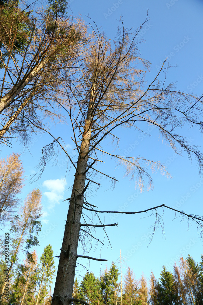 Obraz premium Sturmschaden im Wald