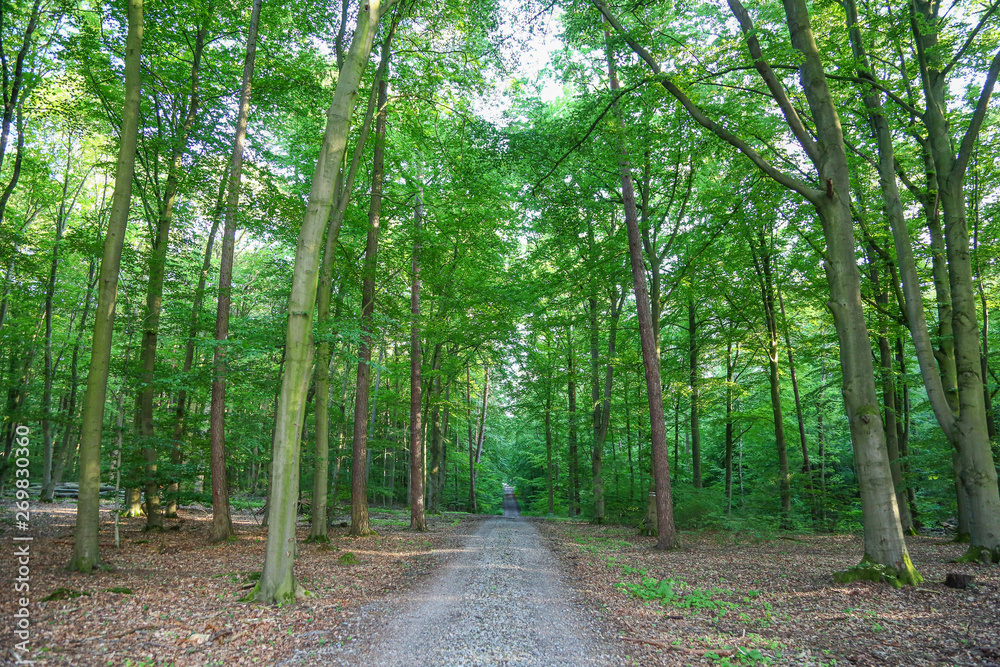 Fototapeta premium Idyllischer Waldweg