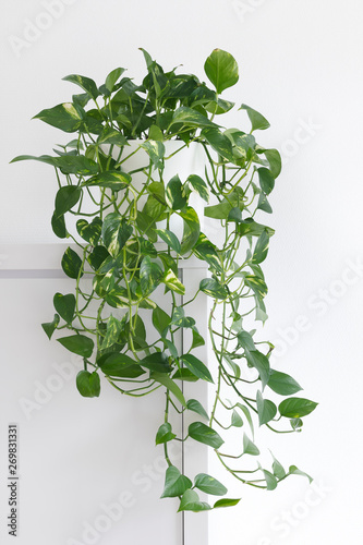 brightly lit hanging houseplant minimalist variegated pothos photo