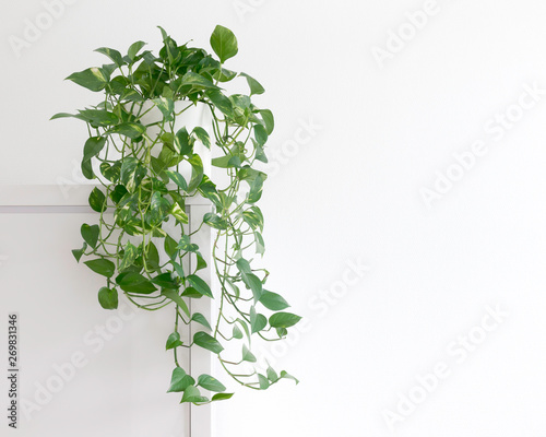 bright living room with houseplant on a cupboard in a white pot photo