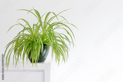 beautiful spider plant, Chlorophytum, isolated in a minimalist living room photo