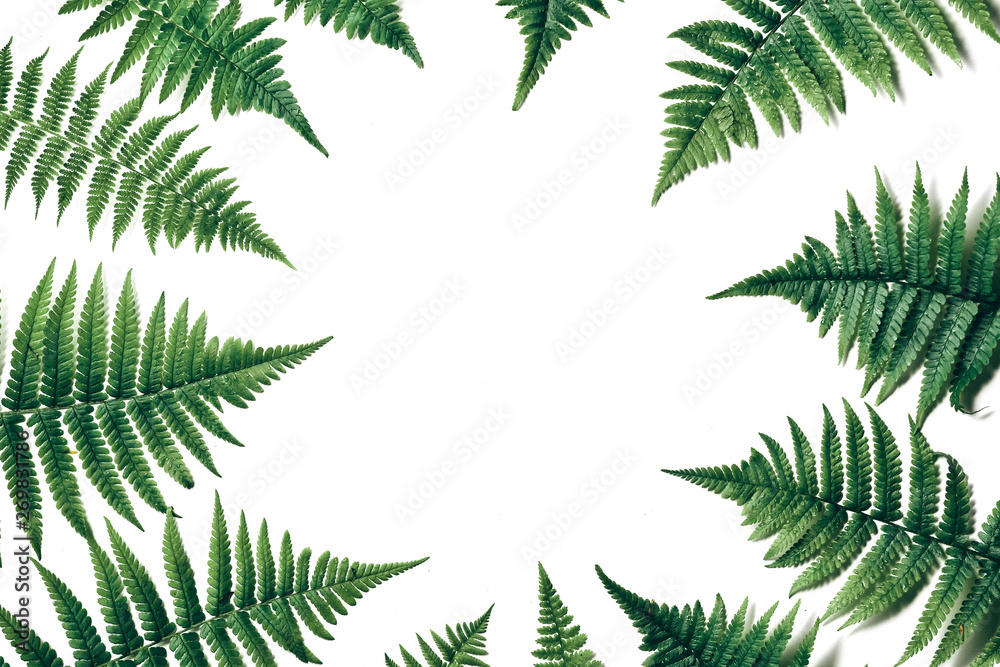 Top view of green tropical fern leaves on white background. Flat lay. Minimal summer concept with fern leaf. Creative copy space Top view of green tropical fern leaves on white background. Flat lay. Minimal summer concept with fern leaf. Creative copy space