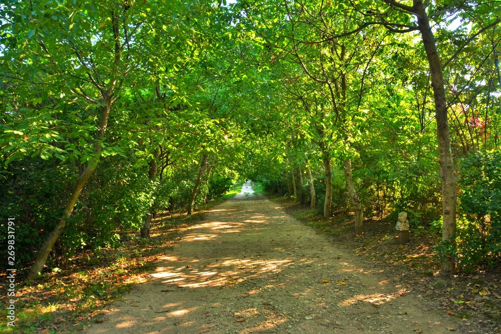 a path through the green forest a path through the green forest