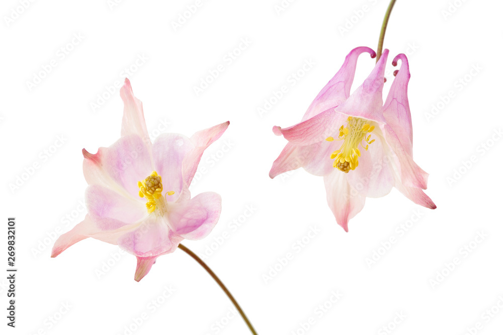 Zwei rosa Akeleien (aquilegia vulgaris), freigestellt