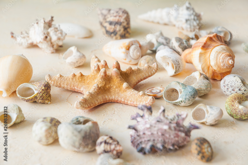 sea shells starfish on a light beige background
