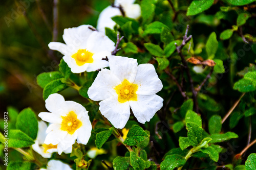 white flower