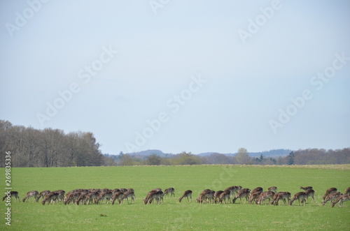 Encounter of a herd of deers, Klampenborg - Denmark © GEORGIOS