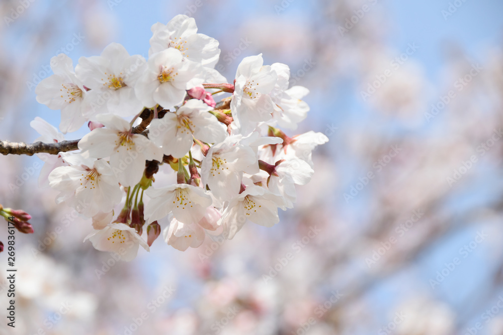 桜