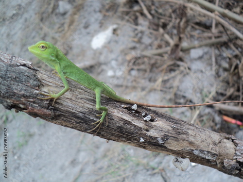 green chameleon on a dry tree trunk