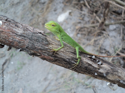 green chameleon on a dry tree trunk