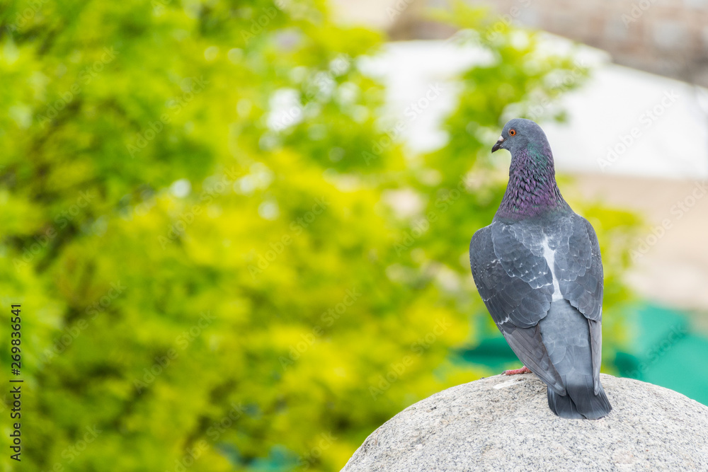 Obraz premium A Beautiful domestic pigeon stands on a concrete ball in the park on a spring day. A blurred green background from the tree trunks. Animal and environment concept. Close up, selective focus