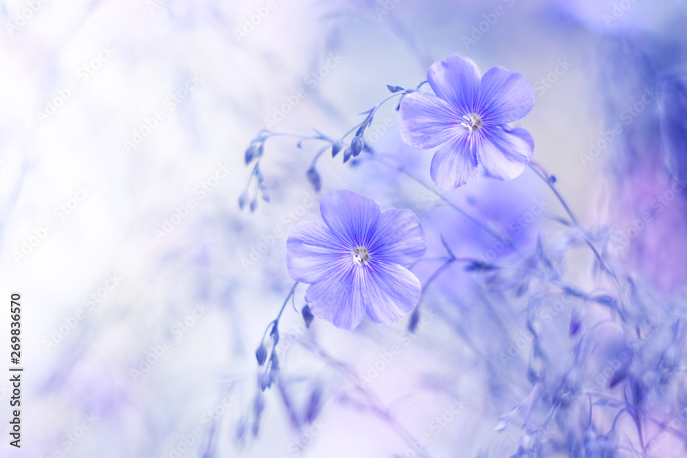 Delicate blue flowers of flax on a beautiful blurred background. Dreamy art image, beautiful natural background. Selective focus. - obrazy, fototapety, plakaty 