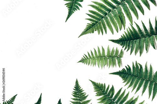 Summer composition. Tropical fern leaves on white background. Summer concept. Flat lay  top view  copy space