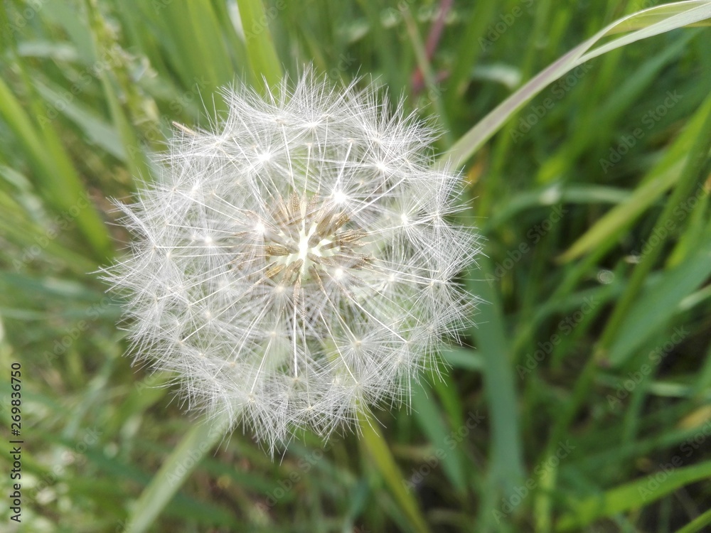 Fototapeta premium Wind rose