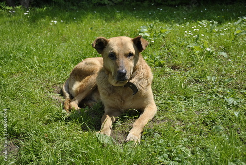Fototapeta Naklejka Na Ścianę i Meble -  dog on the grass