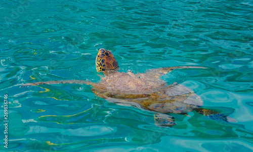 sea tortoise is swimming in the Green water and hanging out head out of water