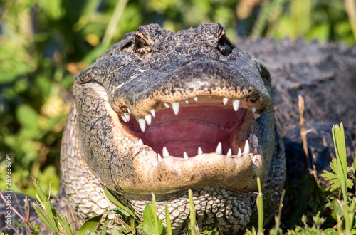 An alligator with mouth open to cool off.