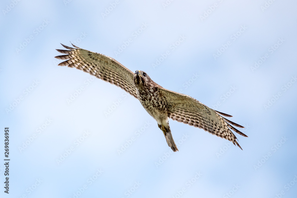 Obraz premium Red shouldered hawk