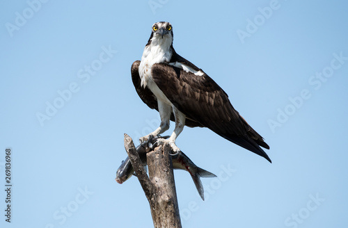 An osprey eating a fish it caught.