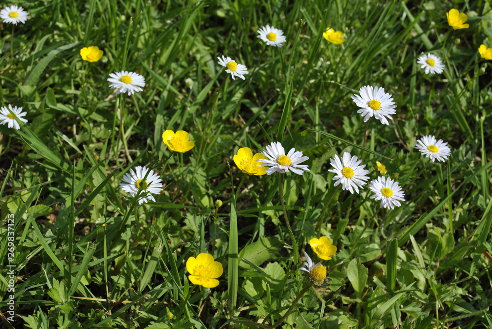 Fototapeta premium field of daisies
