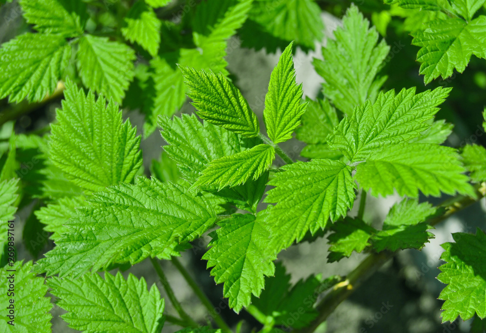 green leaves of rasberry spring mood green leaves of rasberry spring mood