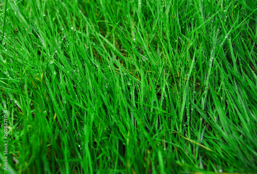a green grass with dew a green grass with dew