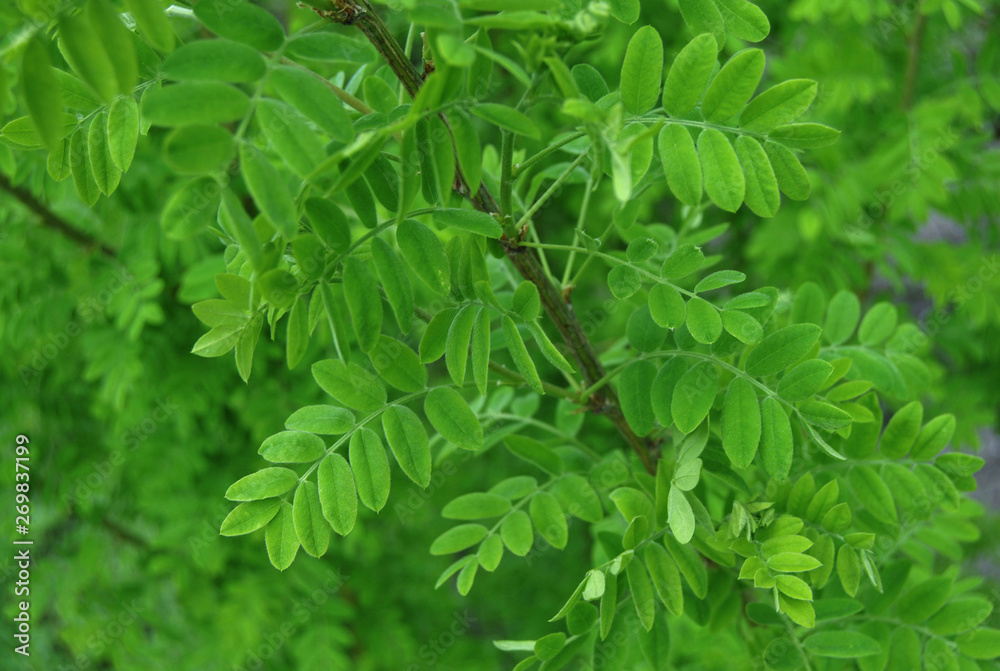 Green plant on a neutral background. spring mood Green plant on a neutral background. spring mood