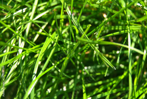 spring fresh macro green grass