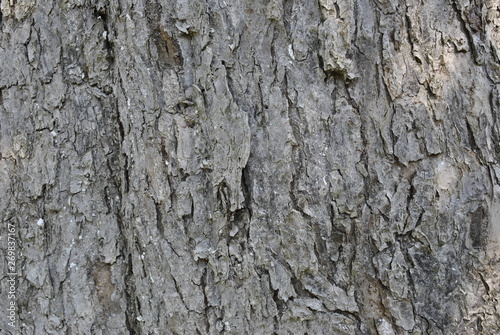 tree bark texture