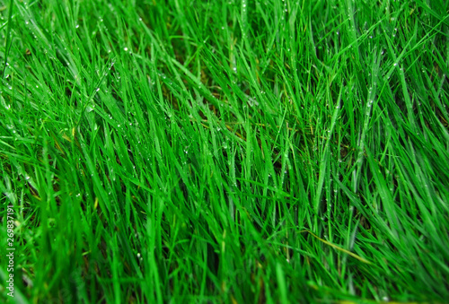 a green grass with dew