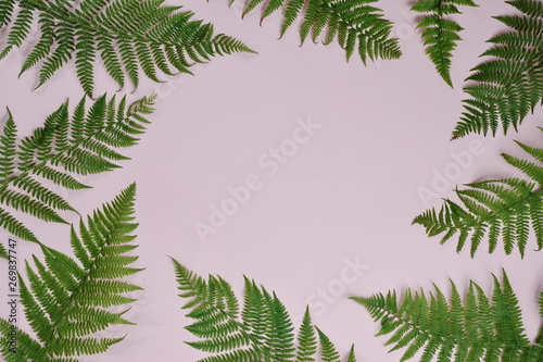 Top view of green tropical fern leaves on pink background. Flat lay. Minimal summer concept with fern leaf. Creative copy space