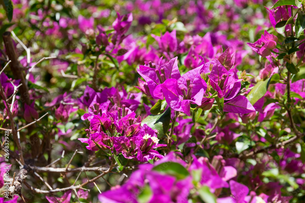flowering bush purple bougainvillea  in spring