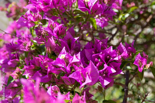 flowering bush purple bougainvillea in spring