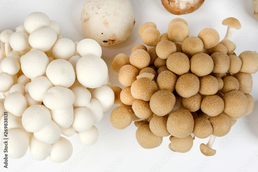 Mix white brown shimeji button mushroom on white background Mix white brown shimeji button mushroom on white background