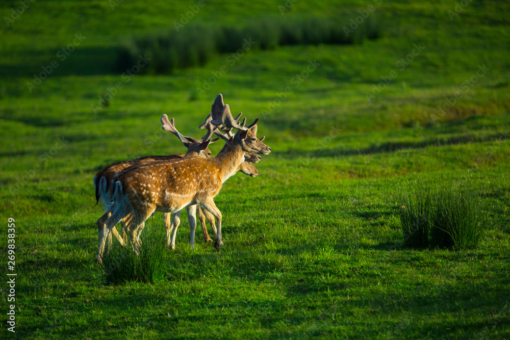 Fallow deer (Dama dama)