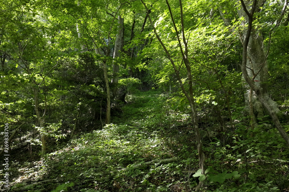Fototapeta premium 森林の風景