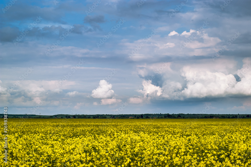 Obraz premium Rape blossom in rape field, yellow flowers and a picturesque sky.