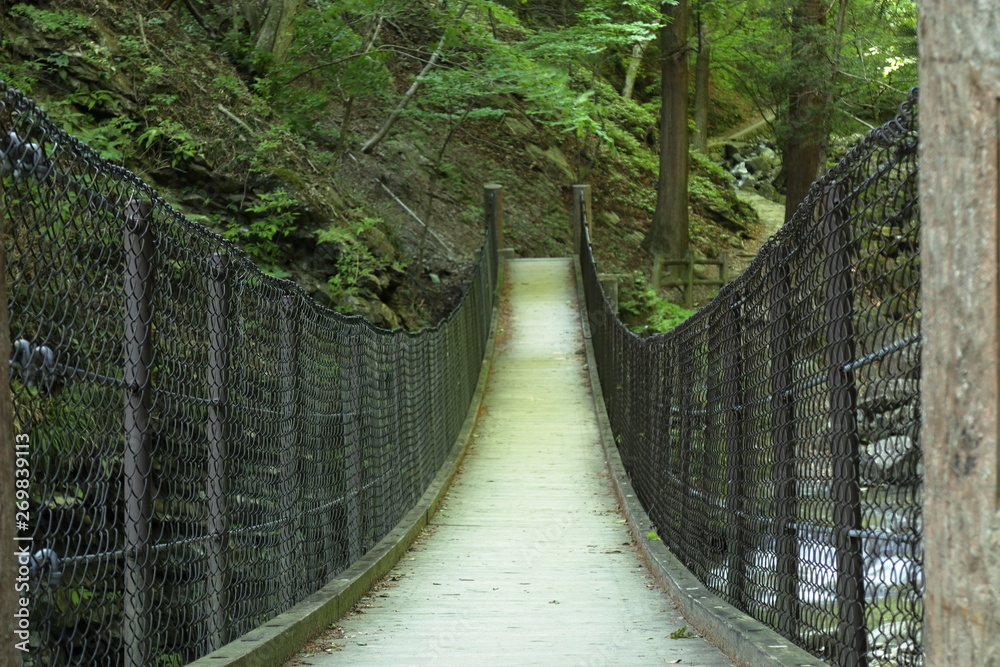 Obraz premium 森の中のつり橋