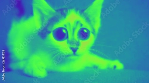 Funny big eyed cat is in disco LOOP video. Comic, funky adorable curious cat in nightclub's colorful lights. 