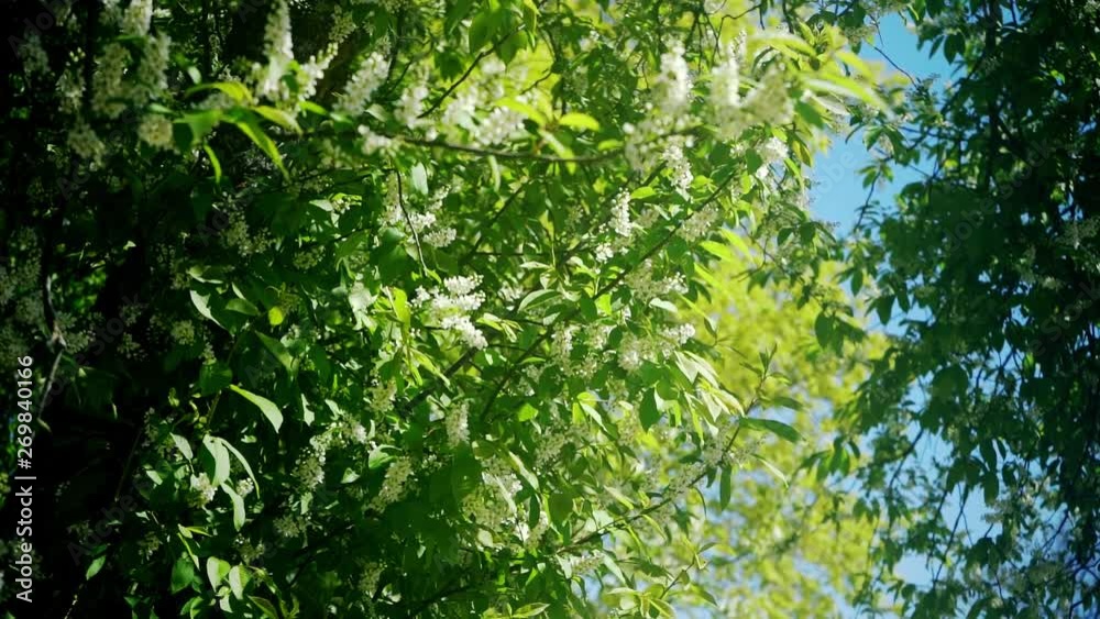 Camera moving through the branches at amazing sunset. Summer nature landscape. Slow motion steadicam footage. Camera moving through the branches at amazing sunset. Summer nature landscape. Slow motion steadicam footage.