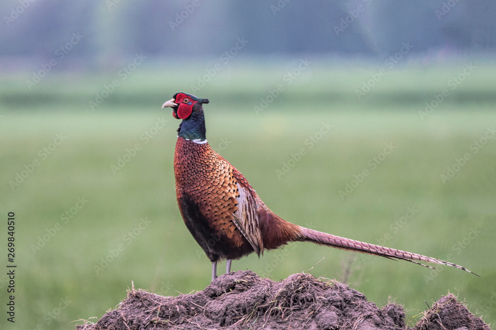Fototapeta premium Fsasan auf einem Feld