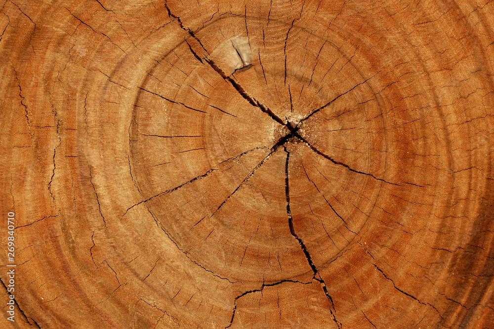 Fototapeta premium Nature Wood Texture for Background.