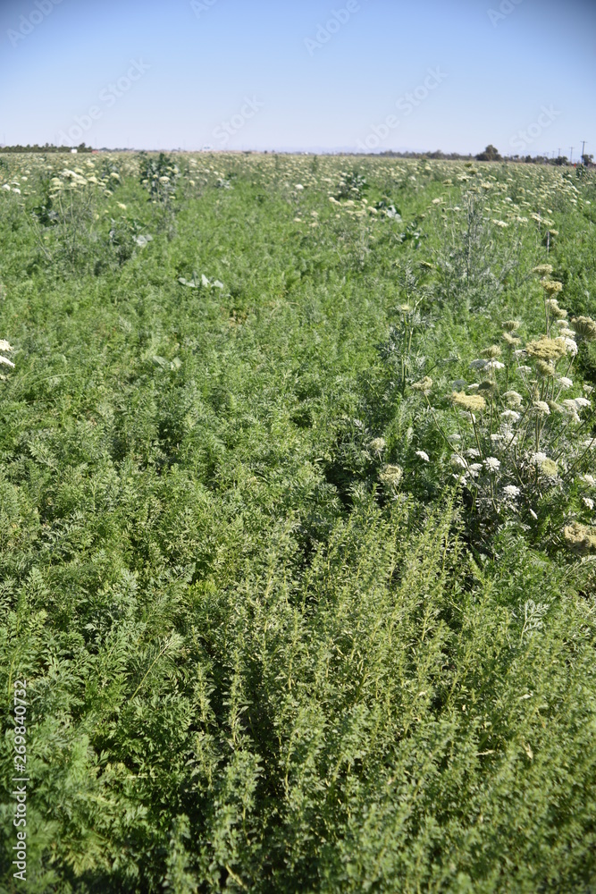 Carrot field gone to seed