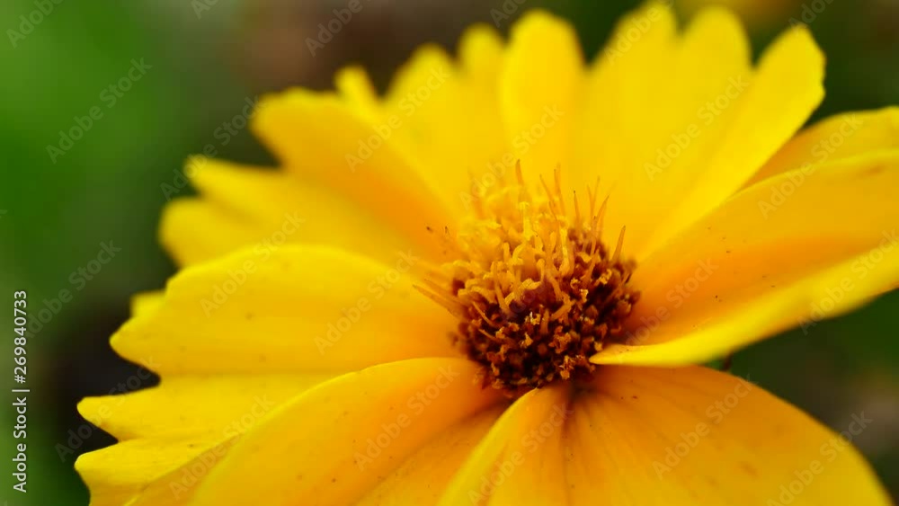 Yellow flower swaying at wind with green grass background at summer day Yellow flower swaying at wind with green grass background at summer day