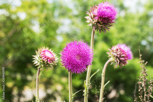 Pink thistle flowers in wild  herbal medicine Silybum marianum  milk thistle  Cardus marianus  Mediterranean milk cardus marianus . Floral blue-violet background. Pink spiny flower. Close-up. Nature